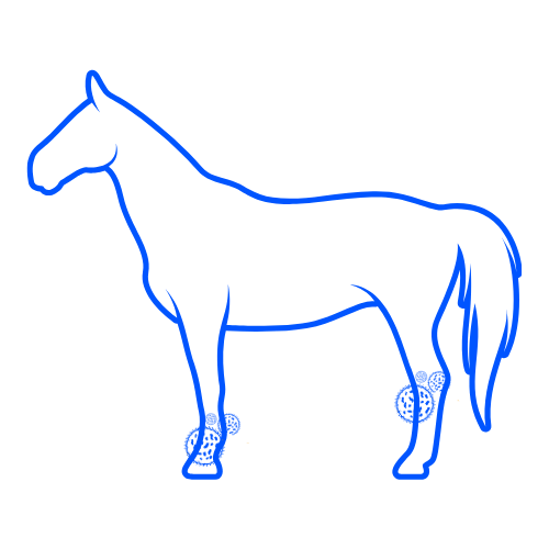 Equine Skin Conditions